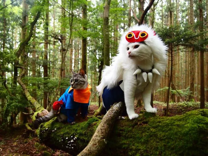 Khi mèo cũng biết Cosplay | KILALA
