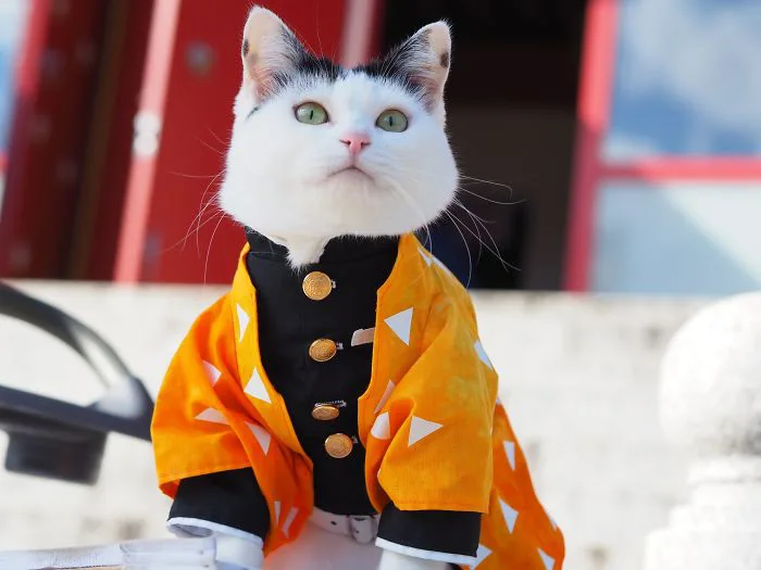 Chú mèo chuyên cosplay các nhân vật anime nổi tiếng, sở hữu 16 nghìn fan trung thành ngồi hóng ngày đêm