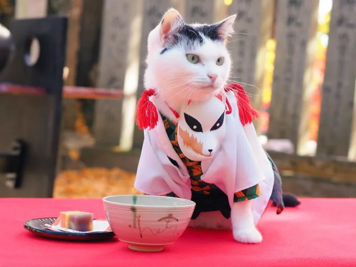 Chú mèo chuyên cosplay các nhân vật anime nổi tiếng, sở hữu 16 nghìn fan trung thành ngồi hóng ngày đêm