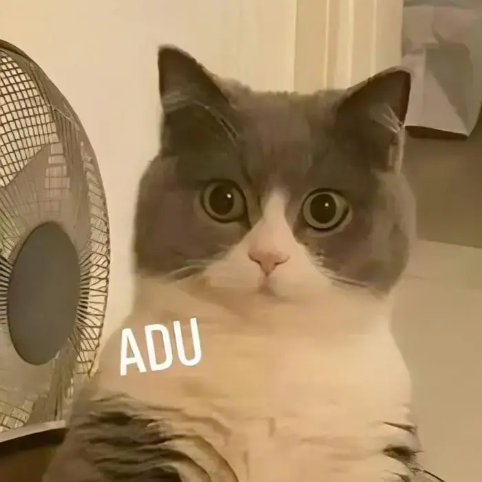 Story » 60+ Meme Mèo Bất Ngờ, Ngạc Nhiên từ ánh mắt trợn tròn tới dáng ngồi đơ cứng Story » 60+ Meme Mèo Bất Ngờ, Ngạc Nhiên từ ánh mắt trợn tròn tới dáng ngồi đơ cứng
