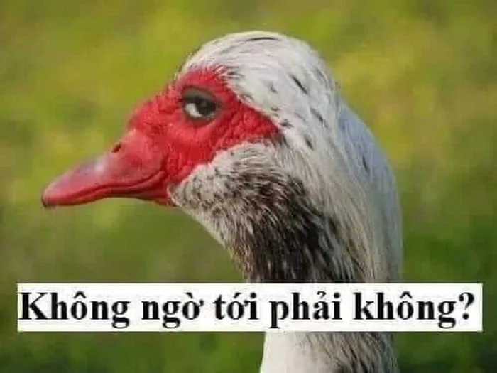 Meme Bất Ngờ Chưa Siêu Hài [90+ Ảnh Meme Bất Ngờ Lắm Phải Không]