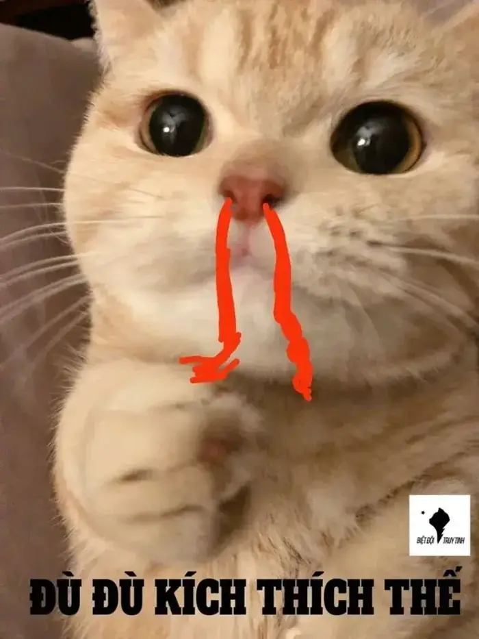 60+ Meme Mèo Bất Ngờ, Ngạc Nhiên từ ánh mắt trợn tròn tới dáng ngồi đơ cứng 60+ Meme Mèo Bất Ngờ, Ngạc Nhiên từ ánh mắt trợn tròn tới dáng ngồi đơ cứng