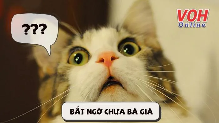 Bất ngờ chưa bà già Bất ngờ chưa bà già