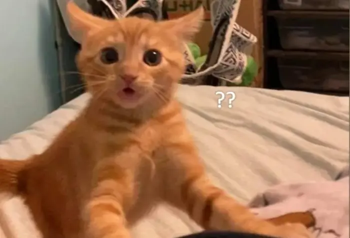 Meme bất ngờ là gì? Tổng hợp meme bất ngờ hài hước, ấn tượng và thú vị Meme bất ngờ là gì? Tổng hợp meme bất ngờ hài hước, ấn tượng và thú vị