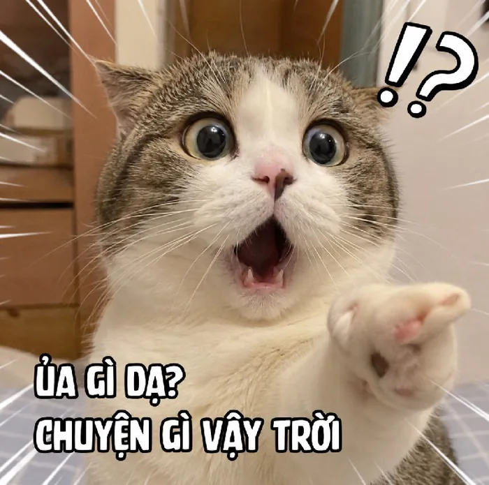 160+ Meme Mèo Bất Ngờ, Ngạc Nhiên nhìn là cười xỉu 160+ Meme Mèo Bất Ngờ, Ngạc Nhiên nhìn là cười xỉu