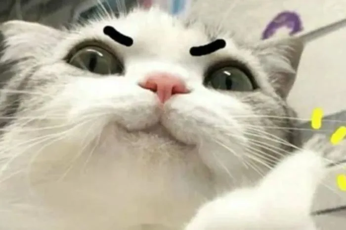Meme mèo bựa: Tổng hợp bộ sưu tập meme mèo bựa siêu hài hước, cười ra Meme mèo bựa: Tổng hợp bộ sưu tập meme mèo bựa siêu hài hước, cười ra