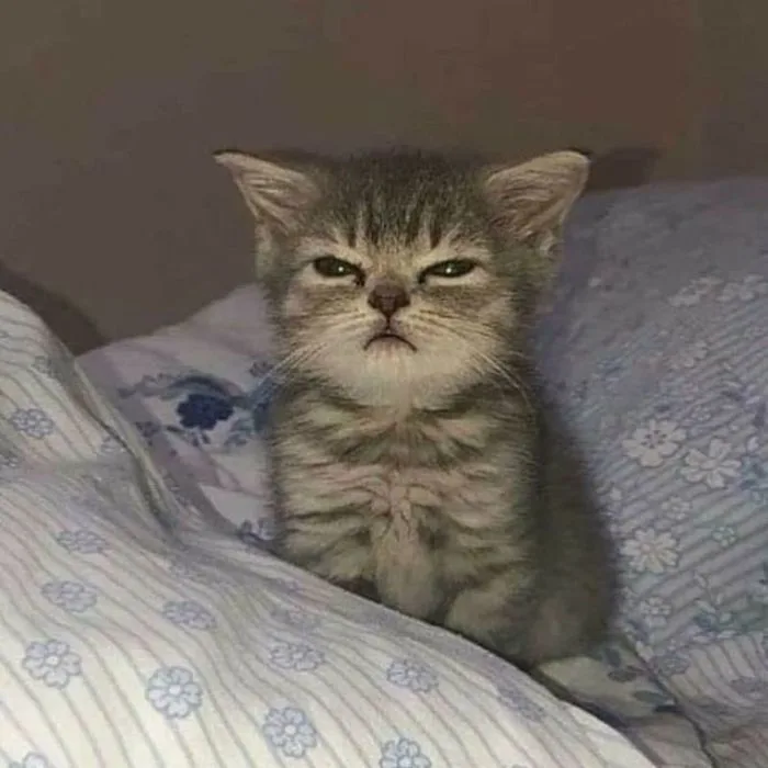 Tổng hợp ảnh meme mèo bựa cười rớt quai hàm dành cho gen Z Tổng hợp ảnh meme mèo bựa cười rớt quai hàm dành cho gen Z