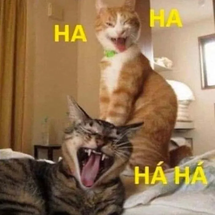 Lưu ngay 99 meme mèo bựa giúp bạn nói chuyện cực cuốn | Yody Lưu ngay 99 meme mèo bựa giúp bạn nói chuyện cực cuốn | Yody