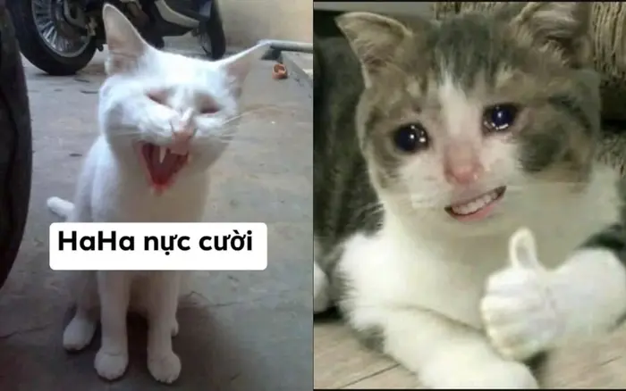 Cười xỉu với ảnh chế meme mèo bựa cực lầy cực độc đáo Cười xỉu với ảnh chế meme mèo bựa cực lầy cực độc đáo