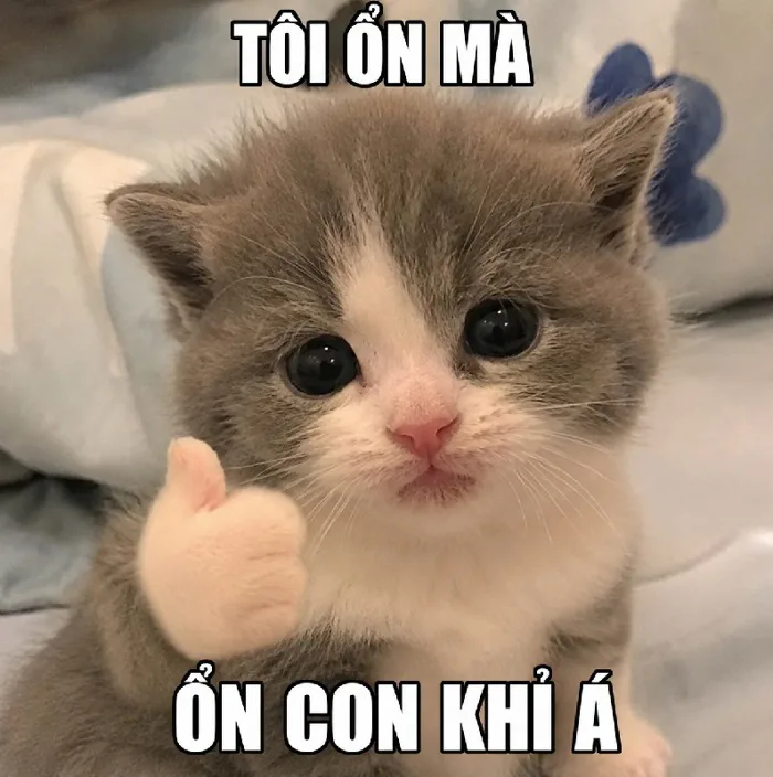 100+ Meme mèo con bựa, hài hước không thể tả được 100+ Meme mèo con bựa, hài hước không thể tả được