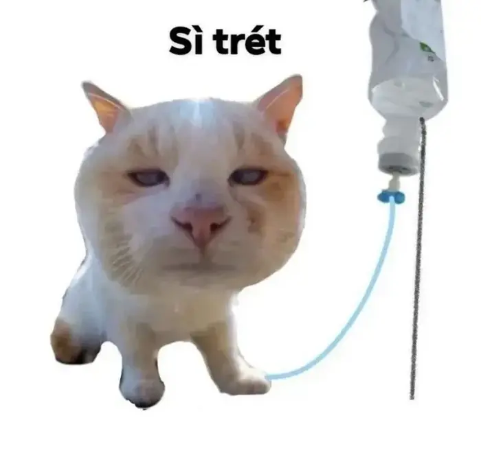 Ảnh meme bựa cực chất dành riêng để bình luận troll bạn bè Ảnh meme bựa cực chất dành riêng để bình luận troll bạn bè