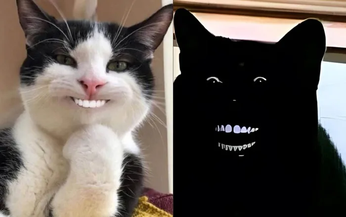 Meme mèo bựa: Tổng hợp bộ sưu tập meme mèo bựa siêu hài hước, cười ra nước mắt Meme mèo bựa: Tổng hợp bộ sưu tập meme mèo bựa siêu hài hước, cười ra nước mắt