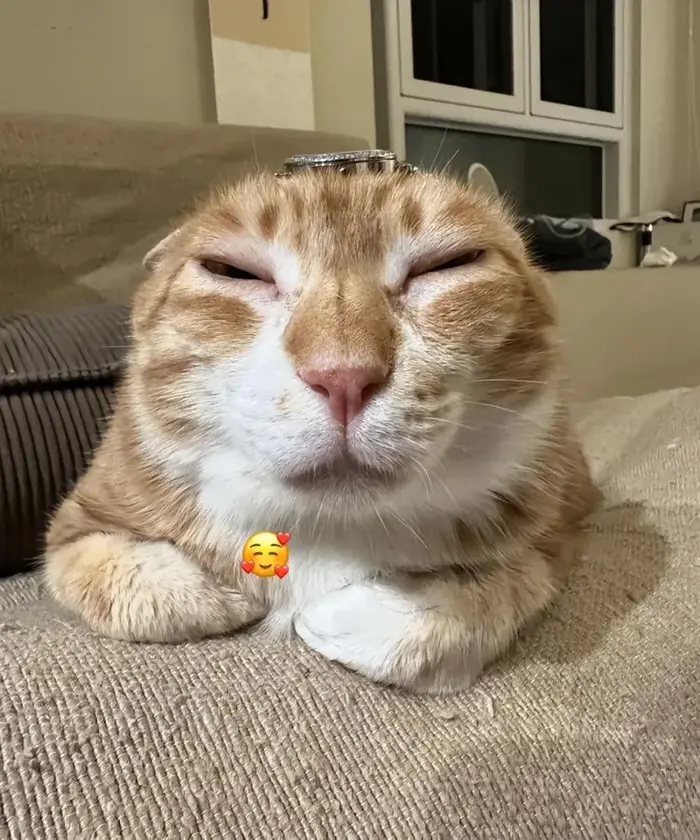 Điểm danh những meme mèo huyền thoại mà ai cũng biết Điểm danh những meme mèo huyền thoại mà ai cũng biết