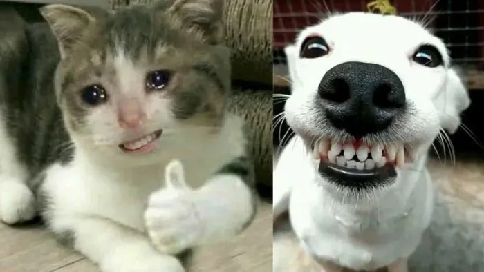 100+ ảnh meme hài hước, vui nhộn “trend” hiện nay 100+ ảnh meme hài hước, vui nhộn “trend” hiện nay