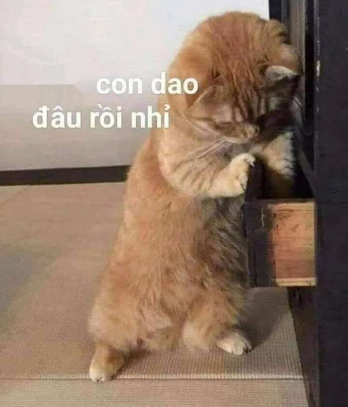 Meme mèo bựa: Tổng hợp bộ sưu tập meme mèo bựa siêu hài hước, cười ra nước mắt Meme mèo bựa: Tổng hợp bộ sưu tập meme mèo bựa siêu hài hước, cười ra nước mắt