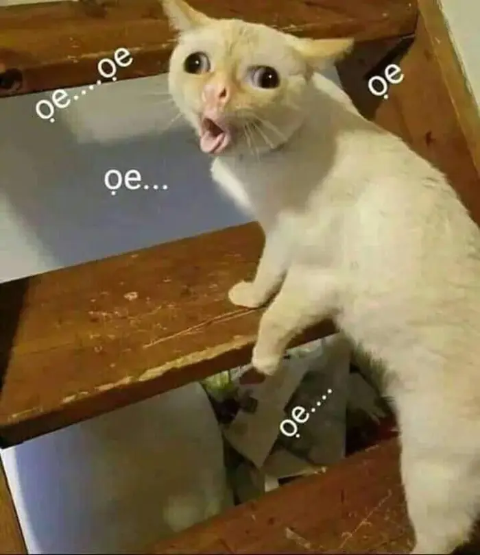 Khám phá những meme bựa cực bá đạo, xem một lần là mê Khám phá những meme bựa cực bá đạo, xem một lần là mê