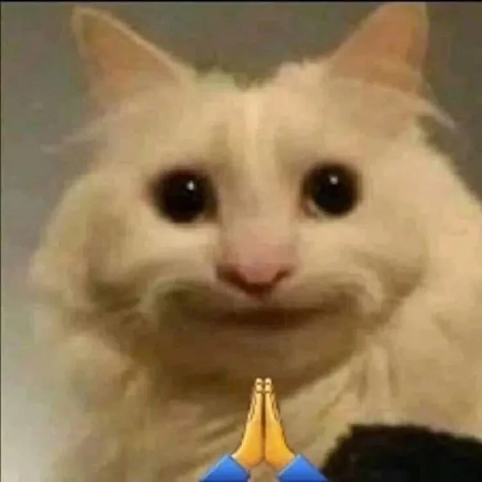 Meme mèo bựa: Tổng hợp bộ sưu tập meme mèo bựa siêu hài hước, cười ra nước mắt Meme mèo bựa: Tổng hợp bộ sưu tập meme mèo bựa siêu hài hước, cười ra nước mắt