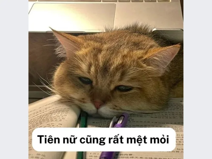 Tổng hợp các loại meme buồn làm mưa làm gió trên mạng xã hội Tổng hợp các loại meme buồn làm mưa làm gió trên mạng xã hội