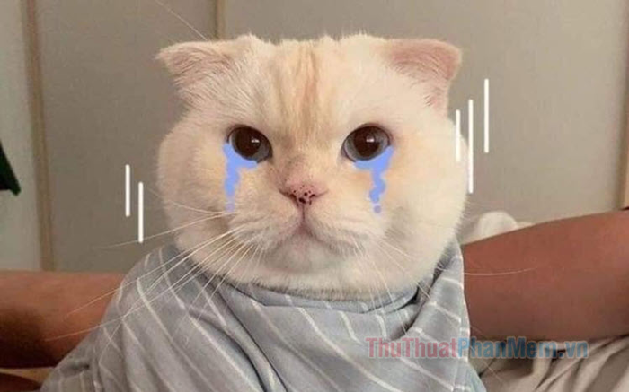Tổng hợp những meme mèo buồn đáng yêu, hài hước và dễ thương nhất Tổng hợp những meme mèo buồn đáng yêu, hài hước và dễ thương nhất
