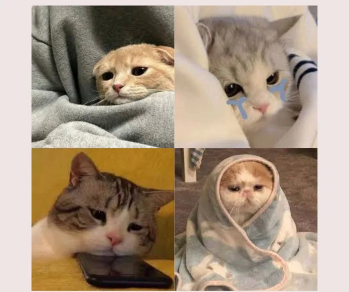 Tổng hợp các loại meme buồn làm mưa làm gió trên mạng xã hội Tổng hợp các loại meme buồn làm mưa làm gió trên mạng xã hội