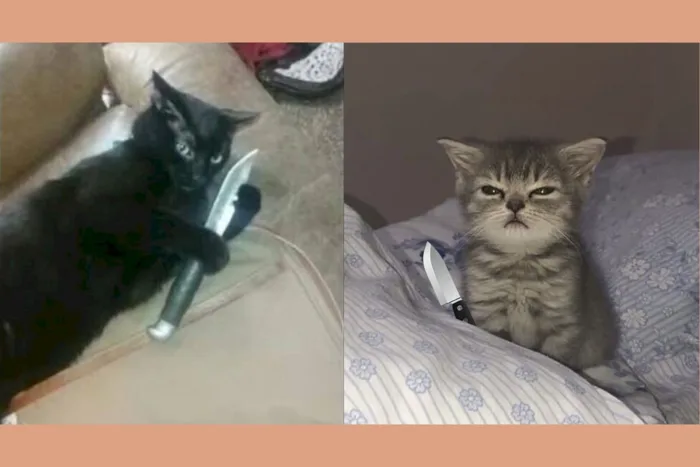 Cười bể bụng với bộ sưu tập hình ảnh meme mèo cầm dao lầy lội