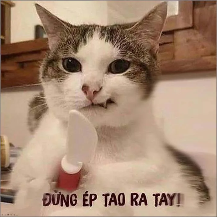 LƯU NGAY 50+ Meme Mèo Cầm Dao CỰC KỲ LẦY LỘI | Yody