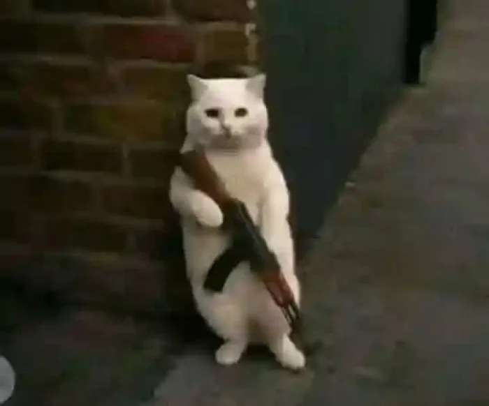 558+ Meme Mèo Bựa Cầm Súng Với Loạt Khoảnh Khắc Cực Chất - Thưởng Thức Âm  Nhạc Hello - Trung Tâm Hello