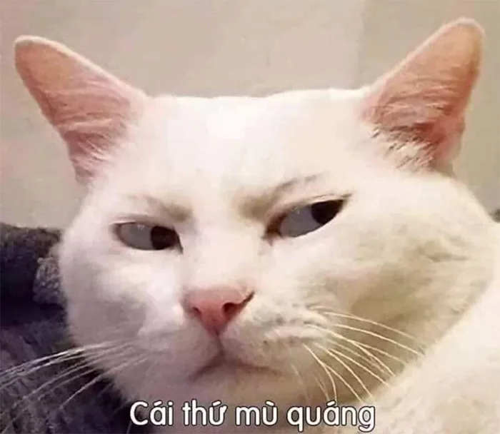 FBI meme là gì? Tổng hợp các ảnh chế FBI hài hước, thú vị FBI meme là gì? Tổng hợp các ảnh chế FBI hài hước, thú vị