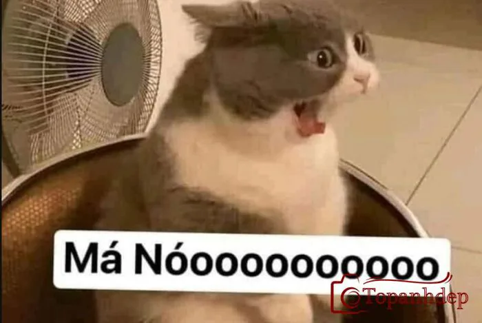 Ảnh Chế Meme – Bộ Sưu Tập Những Bức Hình Siêu Hài Hước – topanhdep.com Ảnh Chế Meme – Bộ Sưu Tập Những Bức Hình Siêu Hài Hước – topanhdep.com