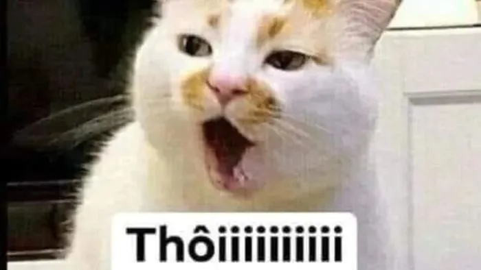 Meme chê: Tổng hợp +30 meme chê cực gắt Meme chê: Tổng hợp +30 meme chê cực gắt