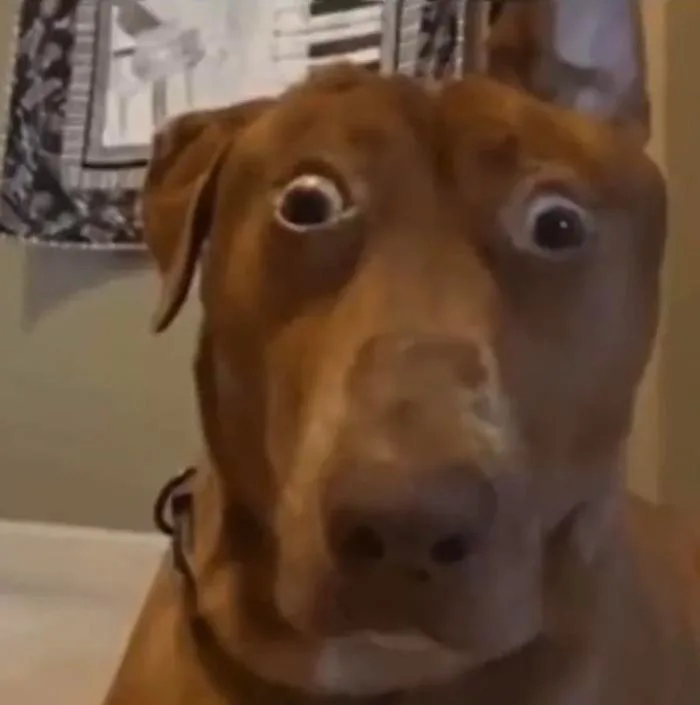 Giúp tui tìm cái video gốc mà cái meme/ảnh cắt của con chó này từ đó ra  với. : r/HelpMeFind