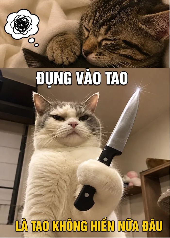 138+ Meme Mèo Cầm Dao, cầm phóng lợn bá đạo cười xỉu