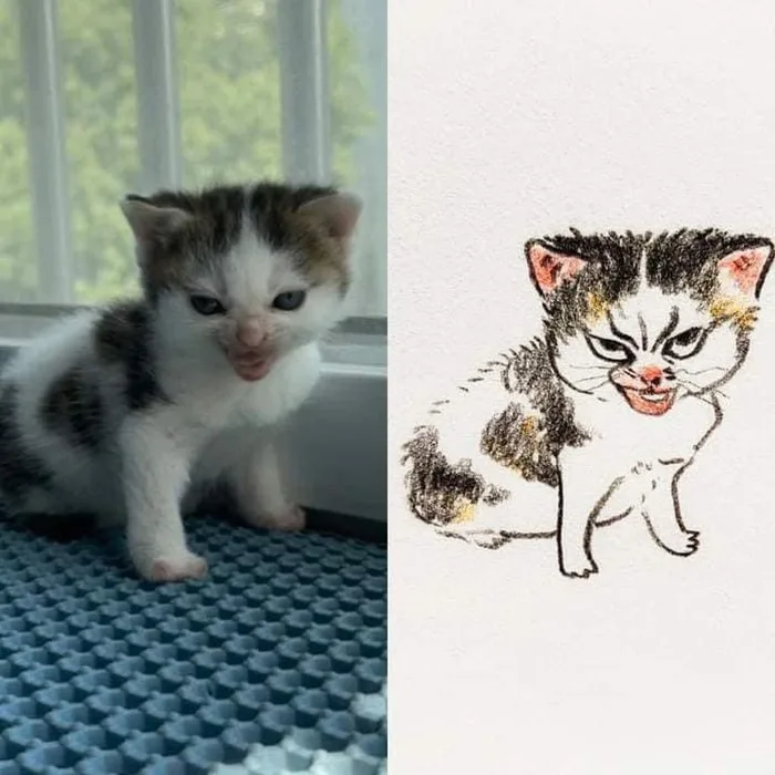 Loạt meme mèo 'xấu đau xấu đớn' không nhịn nổi cười