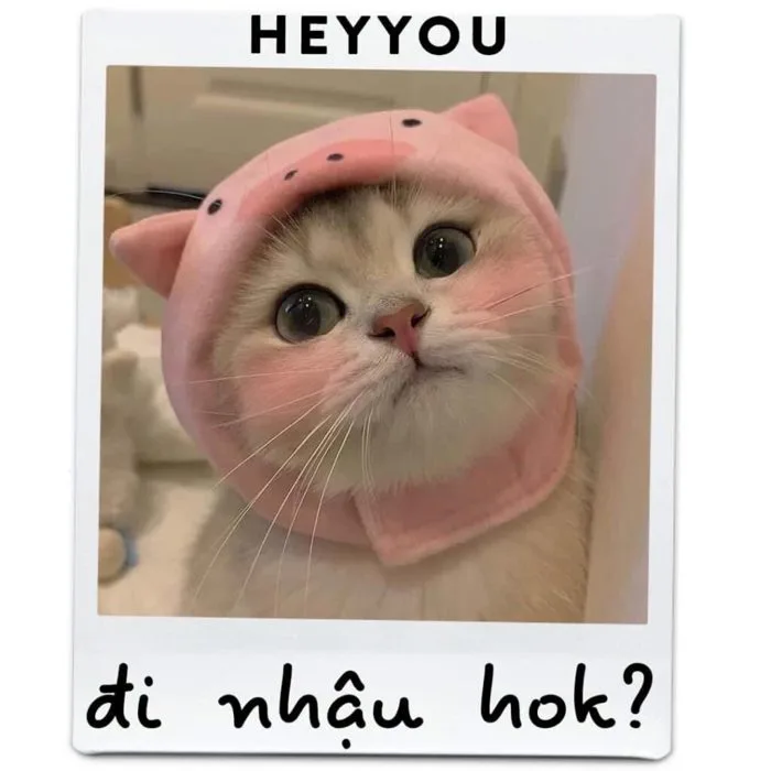 Tổng hợp 1001+ hình ảnh meme mèo cực đáng yêu cho các sen