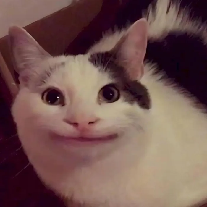 500+ meme mèo bựa, cute, khóc cười siêu vô tri hài hước cho các sen