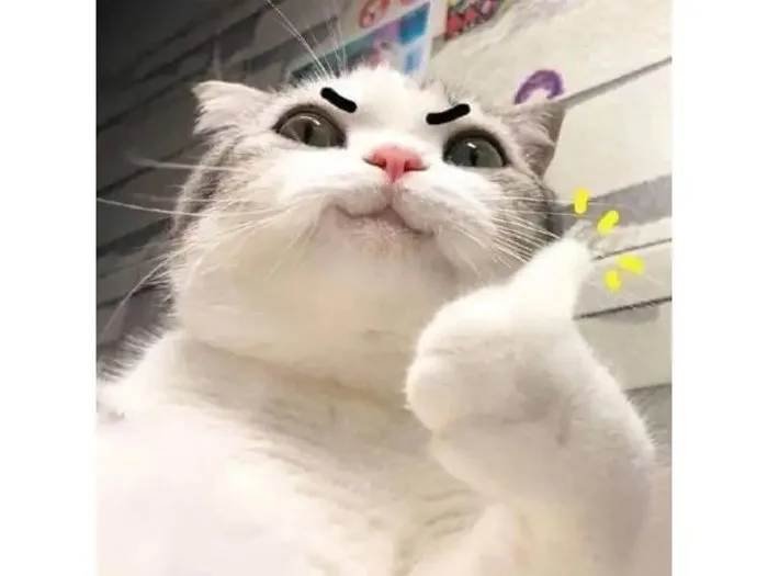 Tổng hợp 101+ ảnh meme mèo bựa, hài hước và đáng yêu
