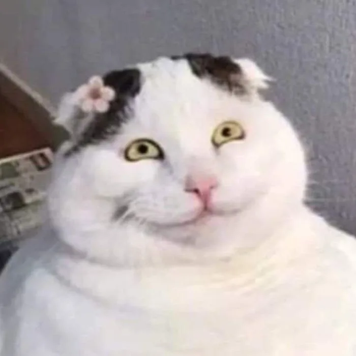 Tổng hợp 99+ meme mèo cười siêu GIẢI TRÍ, HỀ HƯỚC | Yody