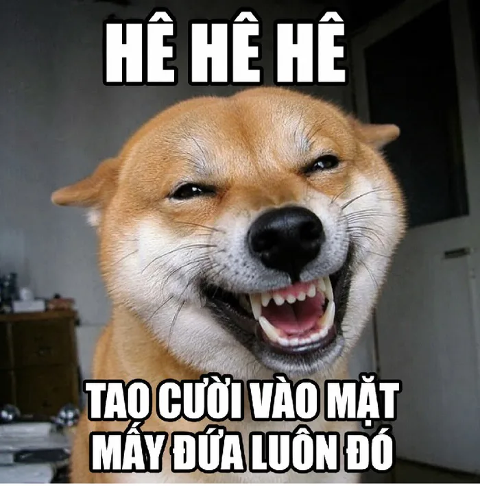 152+ Meme Chó Cười nhe răng cười đểu mê tít cả ngày