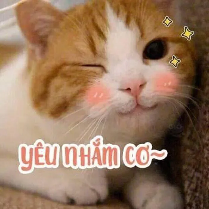 Tuyển tập meme yêu thương hài hước, dễ thương và ngọt ngào