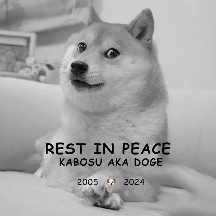 meme-dog-1