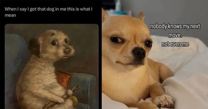 40 Dog Memes For Everyone With a Dog In Their Life 40 Dog Memes For Everyone With a Dog In Their Life