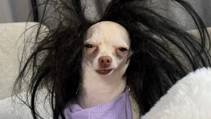 54 Hilarious Dog Memes That Prove Dogs Are Natural-Born Comedians, As Shared By 'Dogs Of Comedy' Community | Bored Panda 54 Hilarious Dog Memes That Prove Dogs Are Natural-Born Comedians, As Shared By 'Dogs Of Comedy' Community | Bored Panda