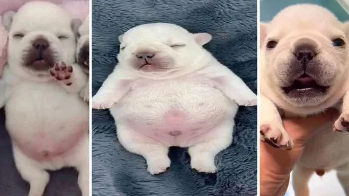 What's A 'Pibble?' The Memes About French Bulldog Puppies Explained What's A 'Pibble?' The Memes About French Bulldog Puppies Explained