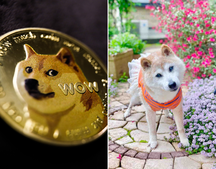 Kabosu, the dog behind the 'Doge' meme, has died - National | Globalnews.ca Kabosu, the dog behind the 'Doge' meme, has died - National | Globalnews.ca