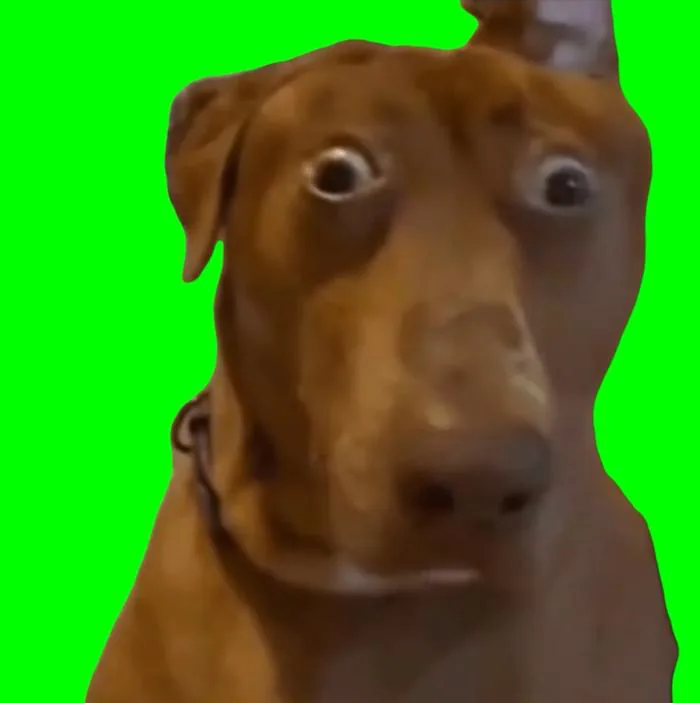 Brown Dog with Shocked Face meme - Belle the Dog (Green Screen) | CreatorSet Brown Dog with Shocked Face meme - Belle the Dog (Green Screen) | CreatorSet