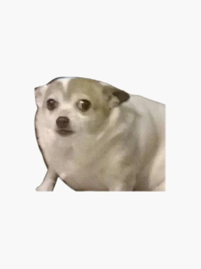 Surprised dog meme Sticker Surprised dog meme Sticker