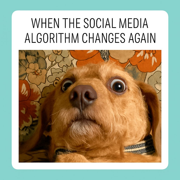 Surprised Dog Faces Social Media Algorithm Changes Meme - Playground Surprised Dog Faces Social Media Algorithm Changes Meme - Playground
