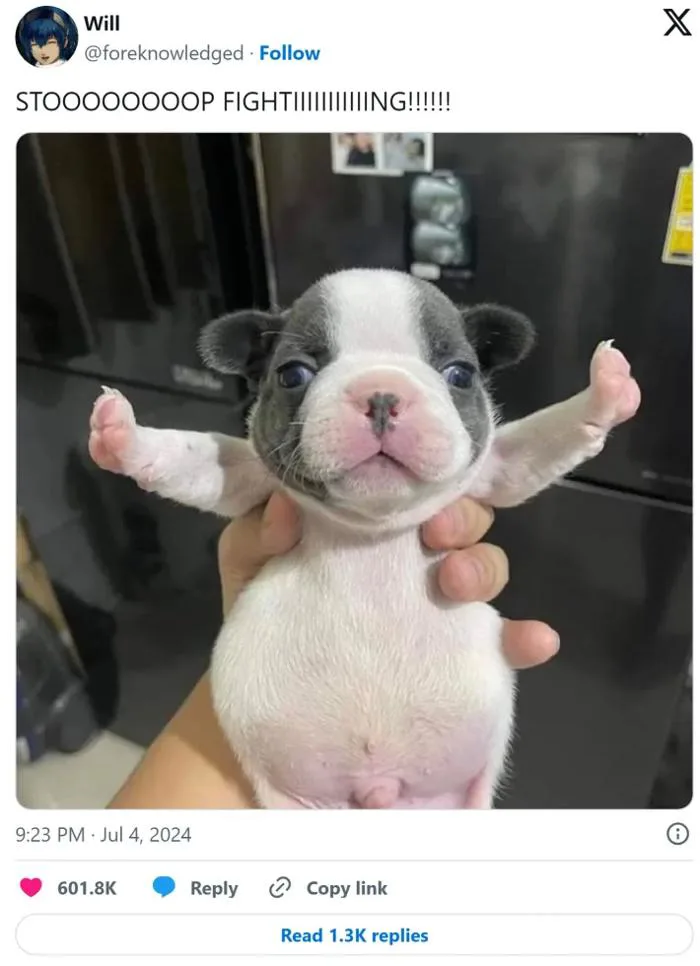 Stop Fighting Dog Meme: The Enduring Appeal Of T-Pose Puppy Stop Fighting Dog Meme: The Enduring Appeal Of T-Pose Puppy
