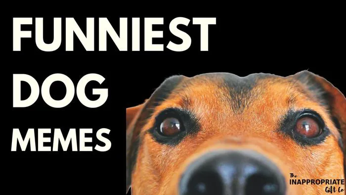 Funniest Dog Memes - The Inappropriate Gift Co Funniest Dog Memes - The Inappropriate Gift Co