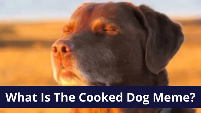 What Is The 'Cooked Dog' Meme? The 'Dog Closing Eyes In Sunset' Reaction Image A... | Know Your Meme What Is The 'Cooked Dog' Meme? The 'Dog Closing Eyes In Sunset' Reaction Image A... | Know Your Meme